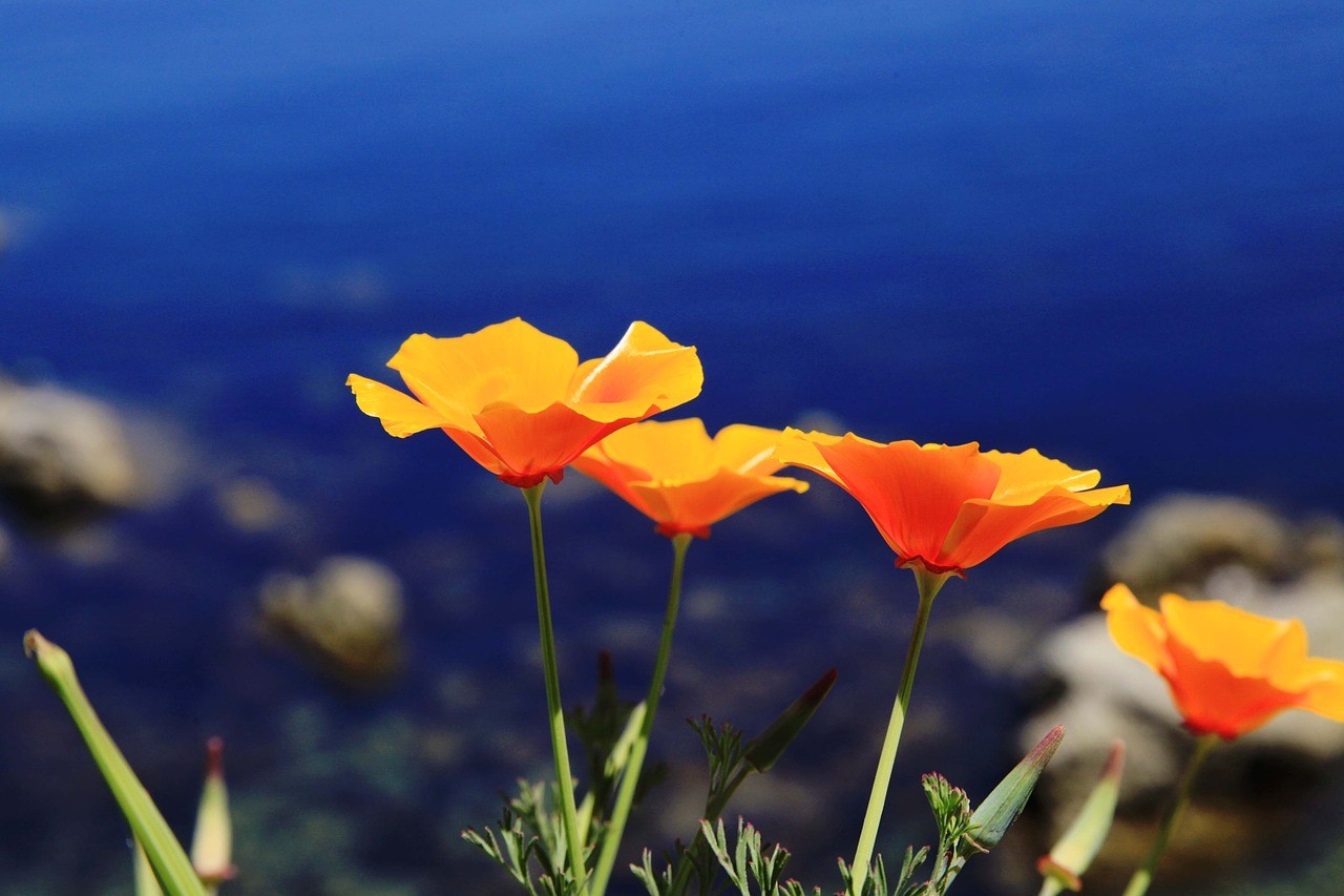 California Poppy