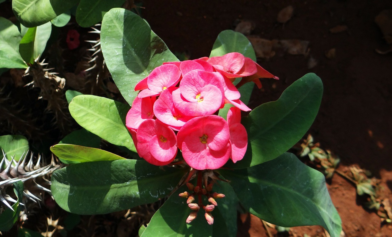Euphorbia