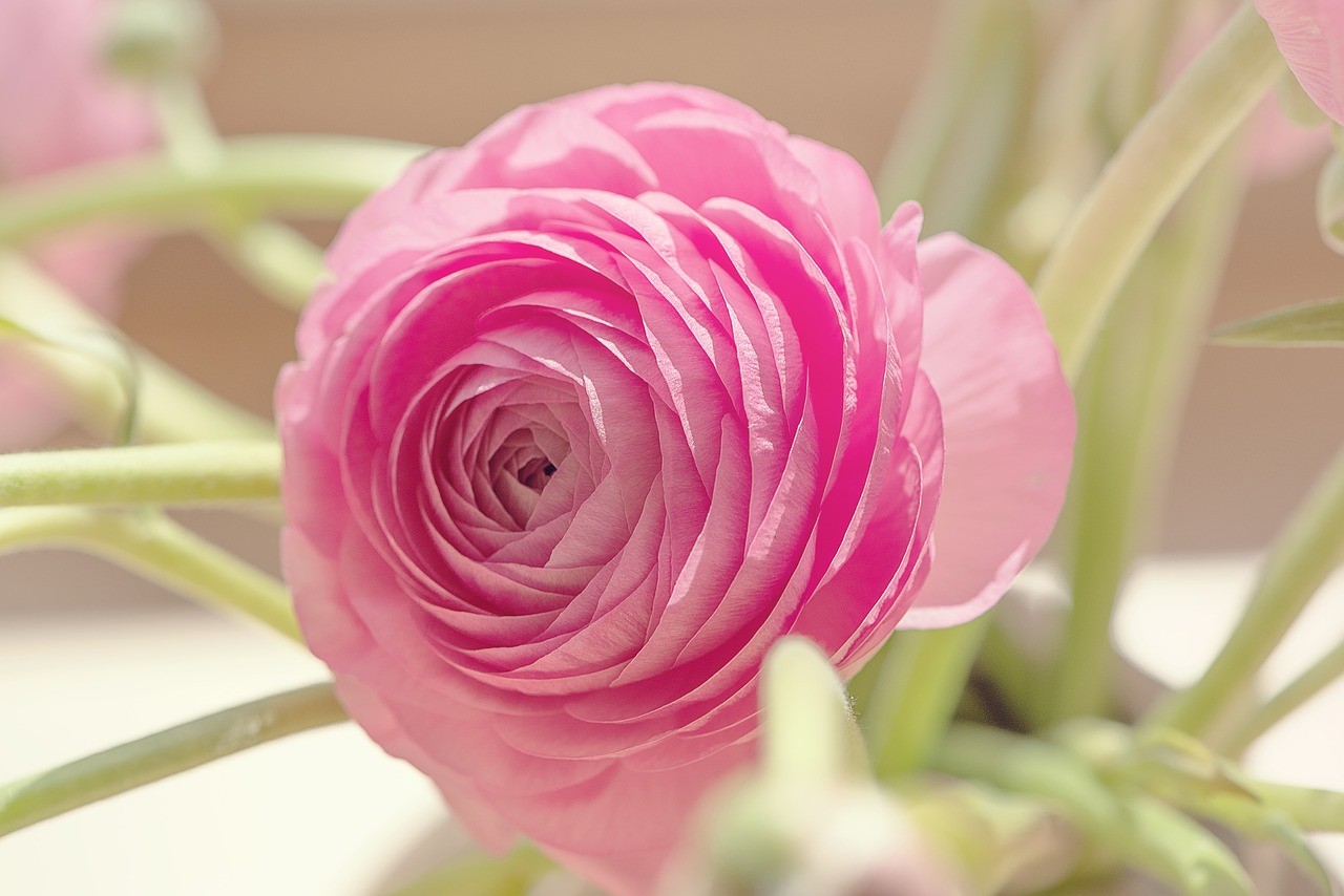 Ranunculus - Mediterranean Flowers
