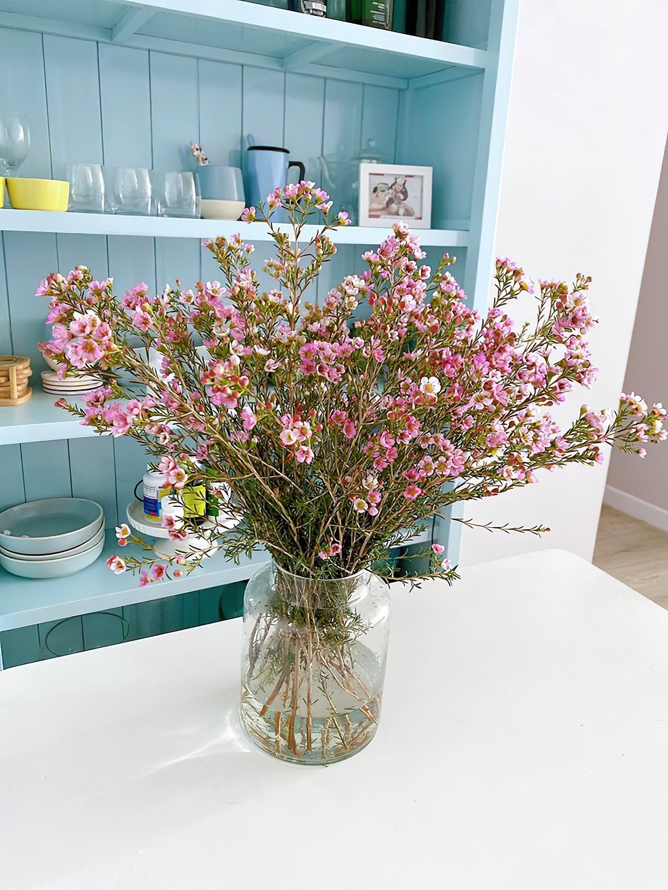 Wax Flower - Mediterranean Flowers